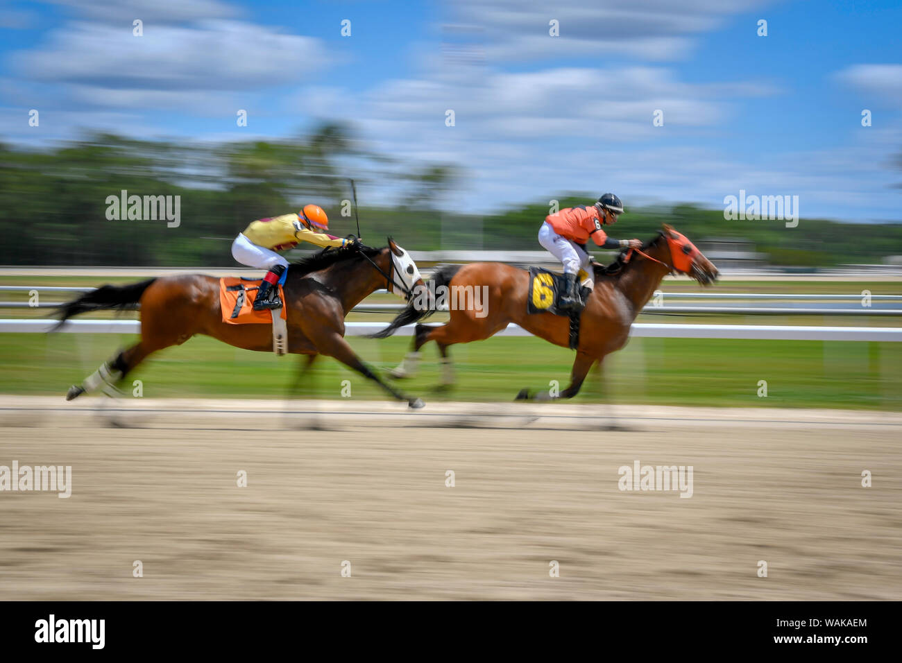 Zwei jockeys drücken ihre Pferde in der letzten Runde des Rennens Stockfoto