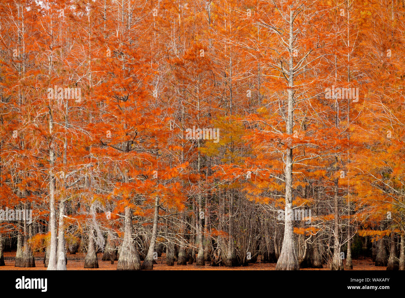 USA, Georgia. Zypressen im Herbst. Stockfoto