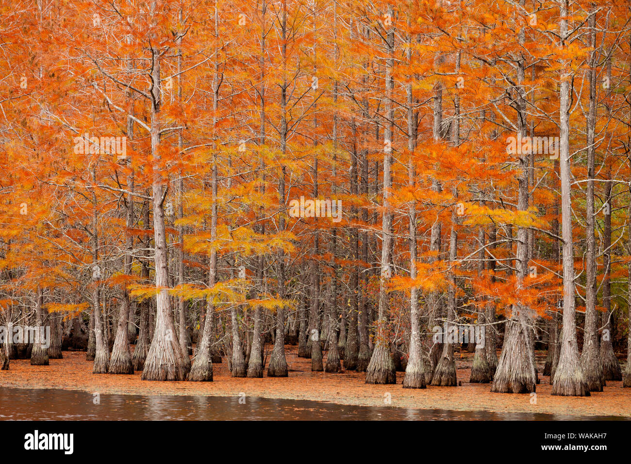 USA, Georgia. Zypressen im Fall an George Smith State Park. Stockfoto