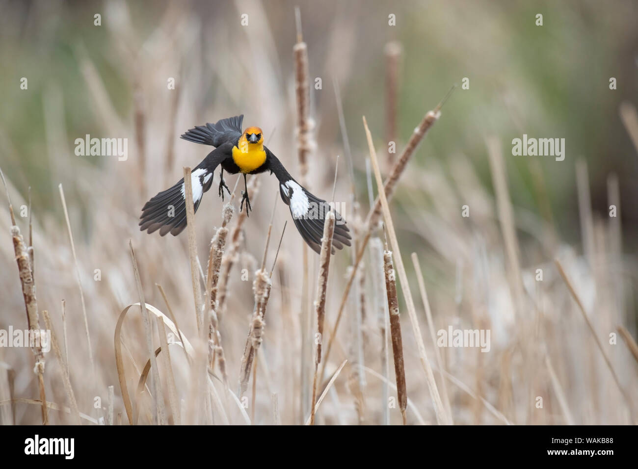 USA, Idaho, Markt See Wildlife Management Area. Yellow-headed blackbird nimmt Flug. Credit: Don Grall/Jaynes Galerie/DanitaDelimont.com Stockfoto