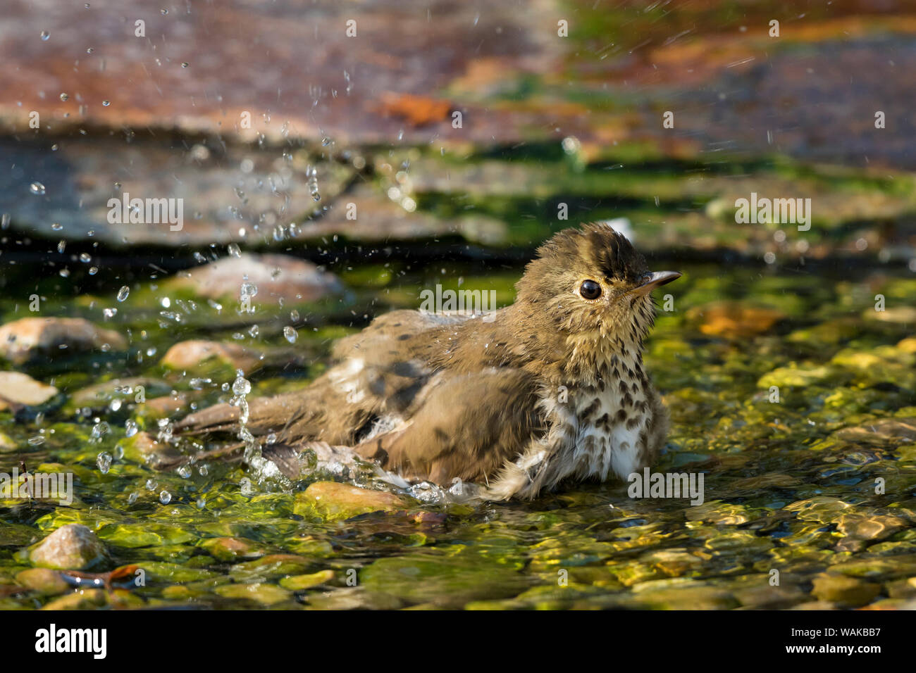 Zwergdrossel (Catharus ustulatus) unter Badewanne. Marion County, Illinois. Stockfoto