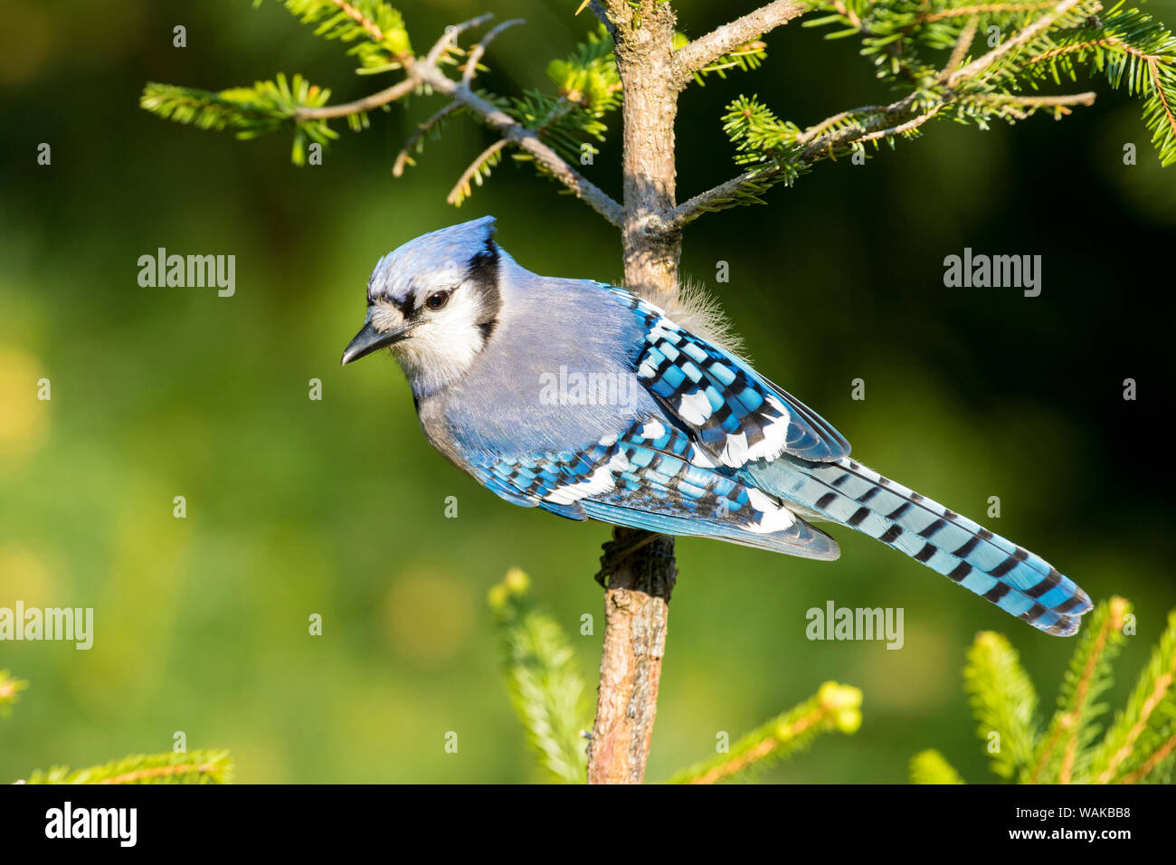 Blue Jay (Cyanocitta cristata) in Fichte. Marion County, Illinois. Stockfoto