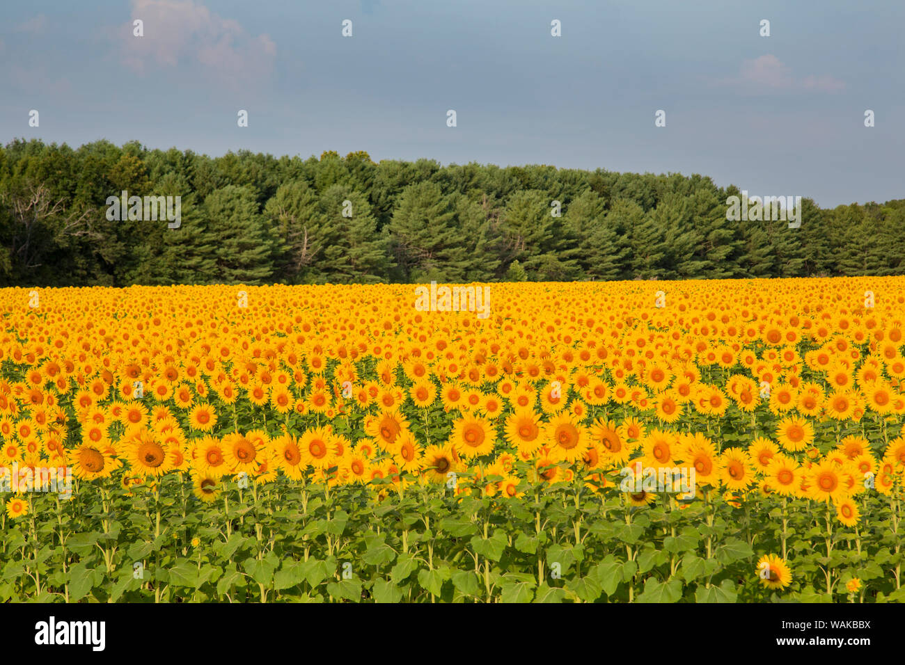 Sonnenblumenfeld Sam Parr State Park. Jasper County, Illinois. Stockfoto