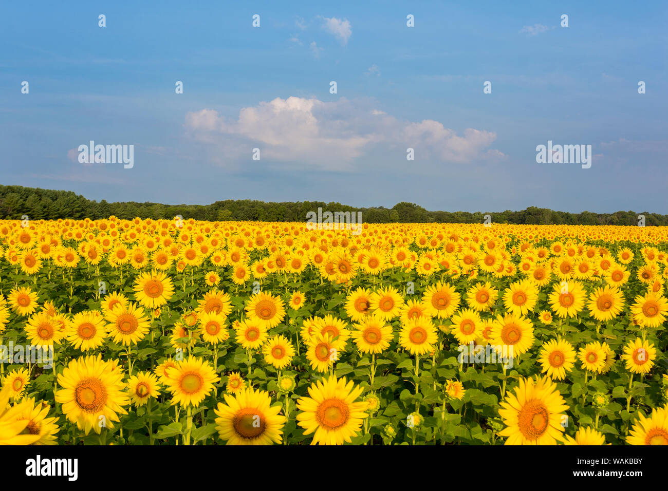 Sonnenblumenfeld Sam Parr State Park. Jasper County, Illinois. Stockfoto