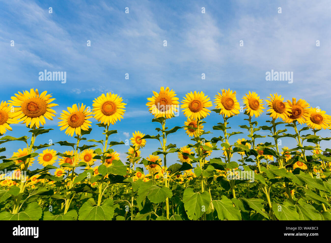 Sonnenblumenfeld Sam Parr State Park. Jasper County, Illinois. Stockfoto