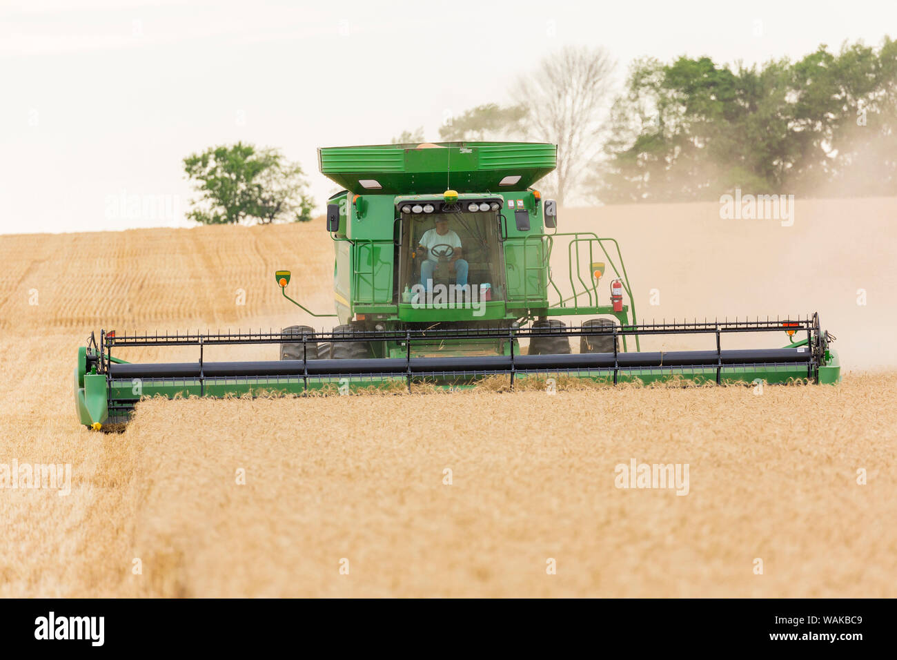 Weizenernte. Marion County, Illinois. Stockfoto