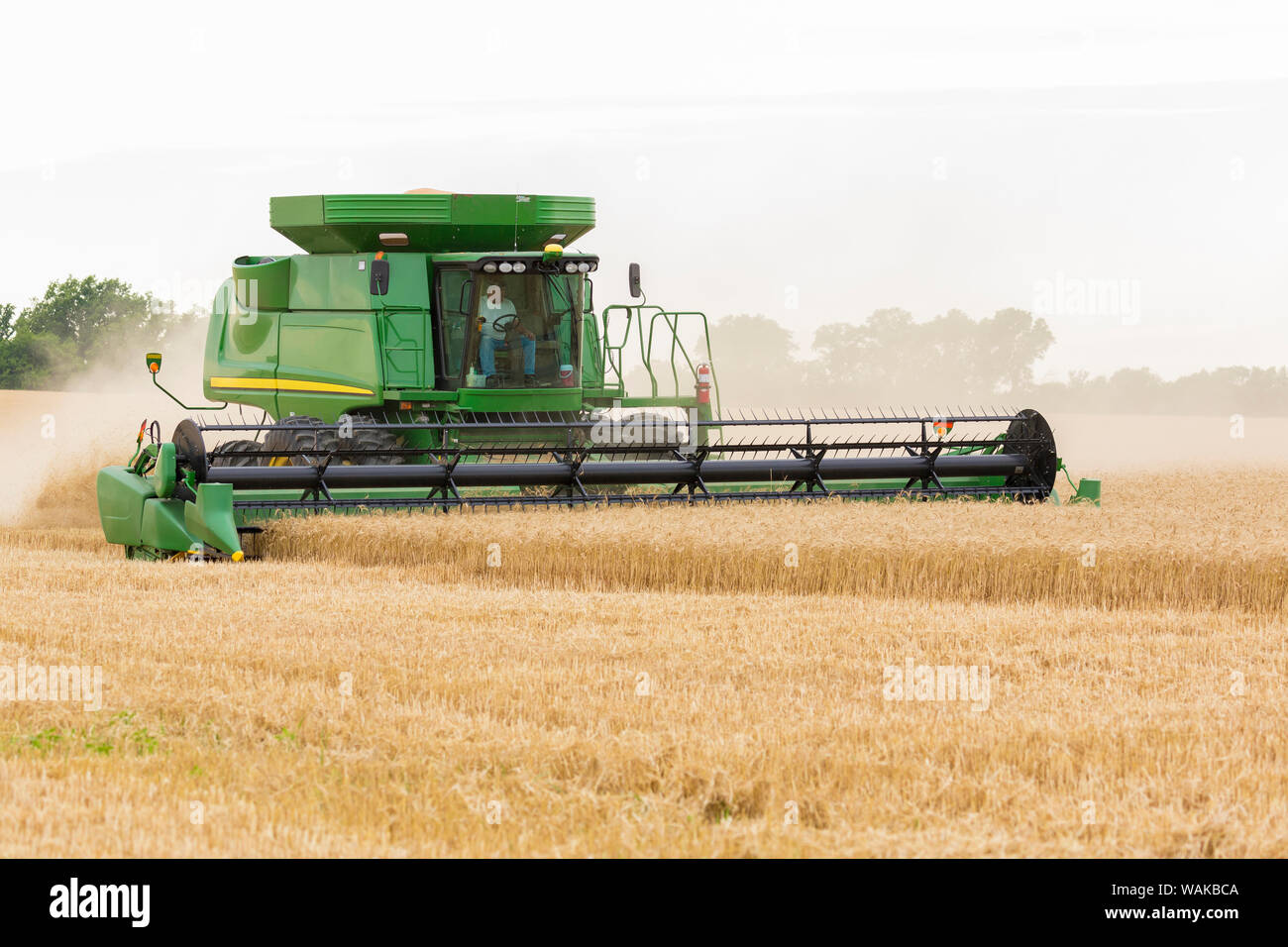 Weizenernte. Marion County, Illinois. Stockfoto