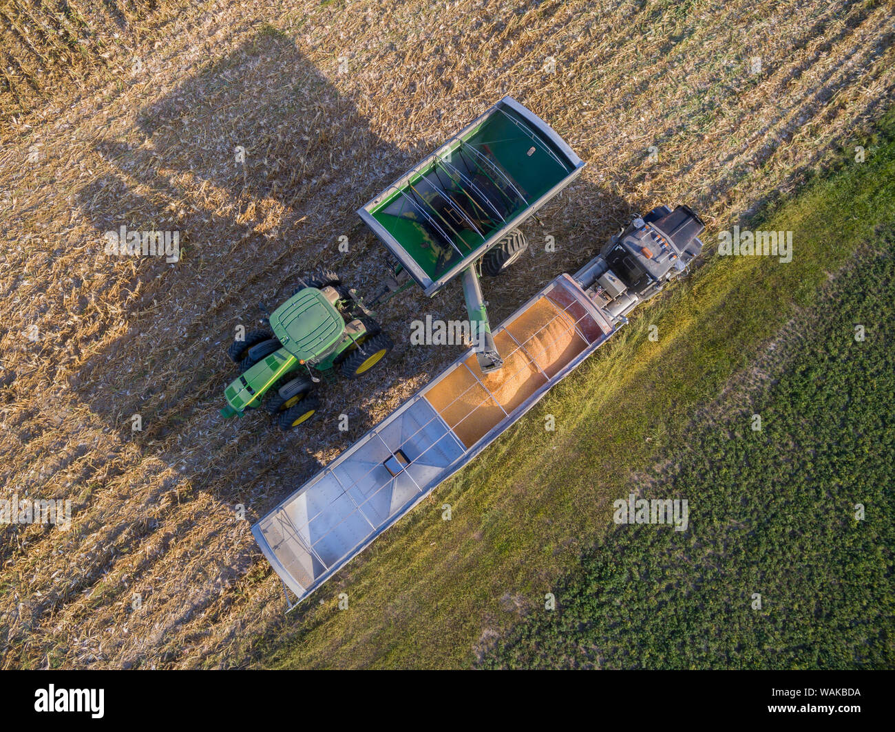 Entladen von Mais in semi-Truck. Marion County, Illinois. Stockfoto