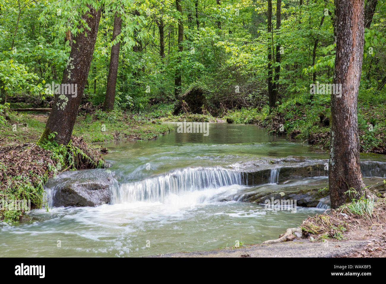 Last fällt Shawnee National Forest. Saline County, Illinois Stockfoto