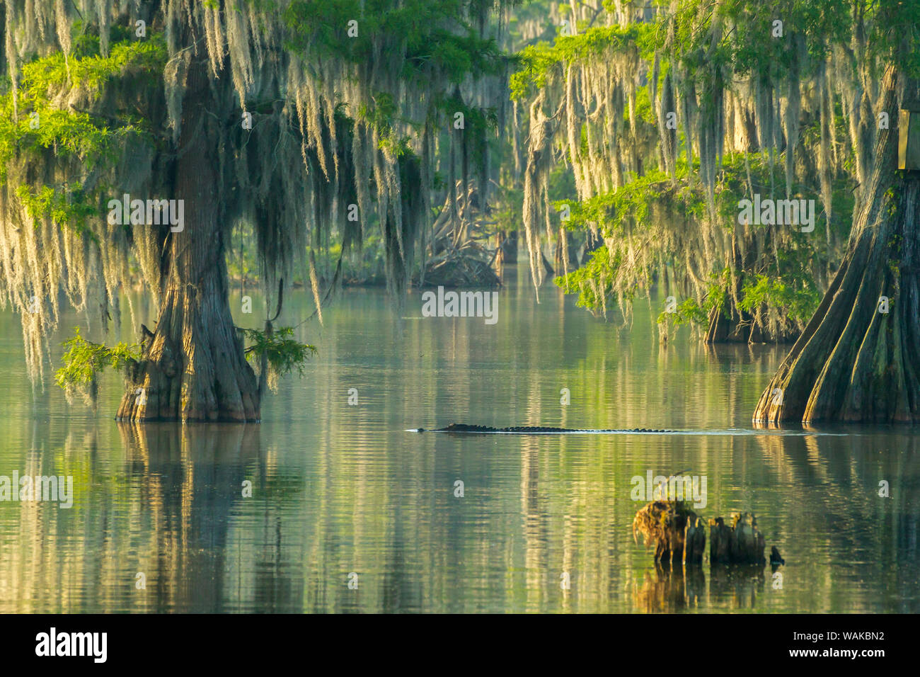 USA, Louisiana, See Martin. Sonnenaufgang auf dem Cypress Wald Sumpf mit Alligator. Credit: Cathy und Gordon Illg/Jaynes Galerie/DanitaDelimont.com Stockfoto