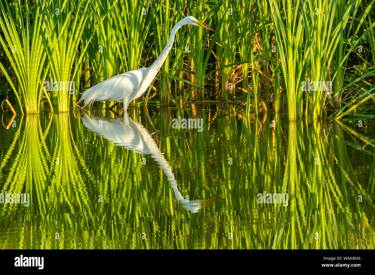 USA, Louisiana, See Martin. Sunrise Silberreiher Jagd in Schilf. Credit: Cathy und Gordon Illg/Jaynes Galerie/DanitaDelimont.com Stockfoto