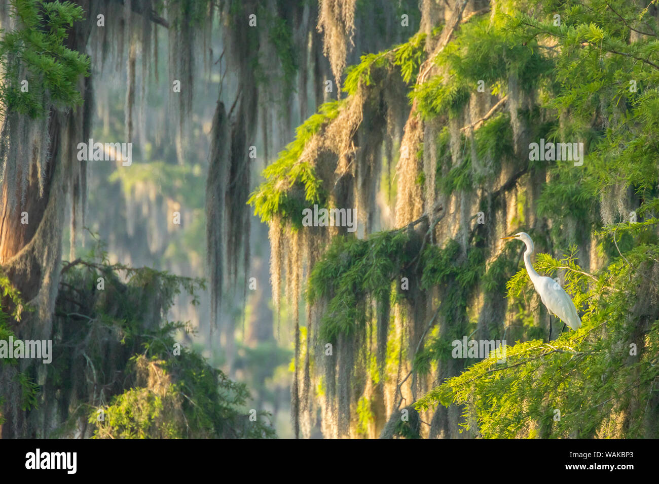 USA, Louisiana, See Martin. Nebliger sonnenaufgang Sumpf mit Silberreiher im Baum. Credit: Cathy und Gordon Illg/Jaynes Galerie/DanitaDelimont.com Stockfoto