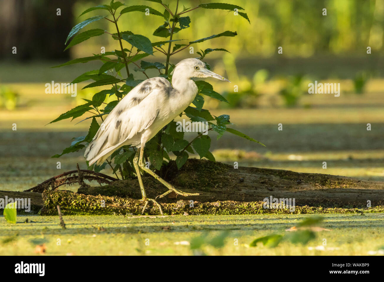 USA, Louisiana, See Martin. Unreife Little Blue Heron. Credit: Cathy und Gordon Illg/Jaynes Galerie/DanitaDelimont.com Stockfoto