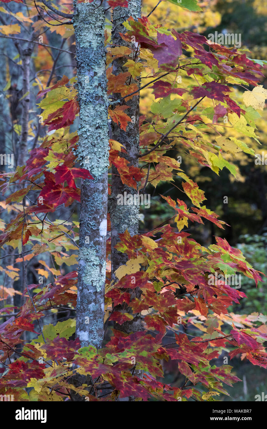 USA, Maine. Sugar Maple, Sieur de Monts, Acadia National Park. Stockfoto