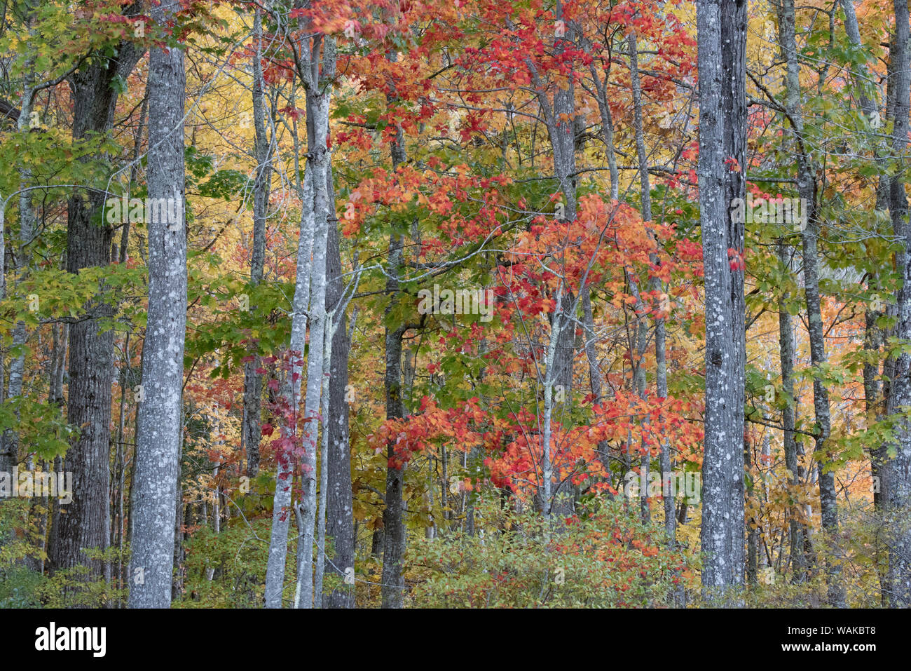 USA, Maine. Buntes Herbstlaub in den Wäldern von Sieur de Monts Nature Center. Stockfoto