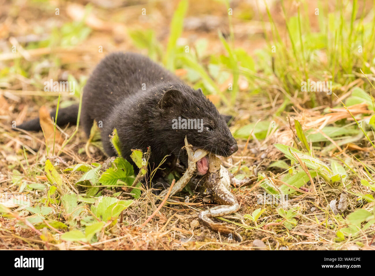 USA, Minnesota, Pine County. Captive baby Mink essen Frosch. Credit: Cathy und Gordon Illg/Jaynes Galerie/DanitaDelimont.com Stockfoto