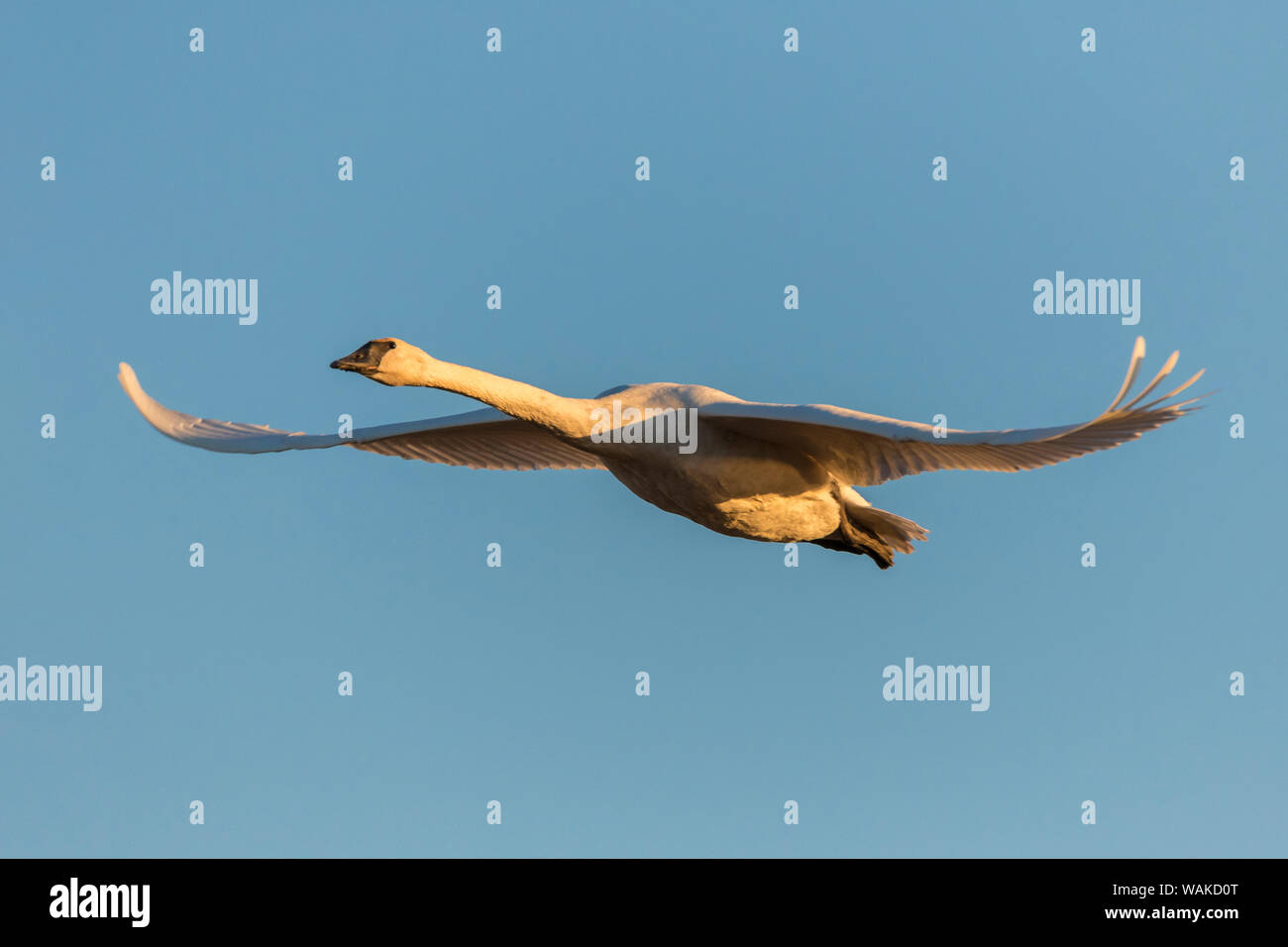 Trompeter Schwan (Cygnus buccinator) fliegen, Riverlands wandernden Vogelschutzgebiet. St. Charles County, Missouri Stockfoto