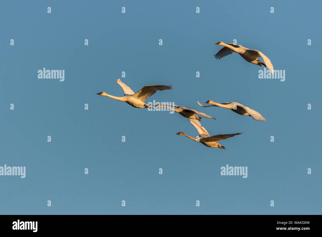 Trumpeter Swans (Cygnus buccinator) fliegen, Riverlands wandernden Vogelschutzgebiet. St. Charles County, Missouri Stockfoto