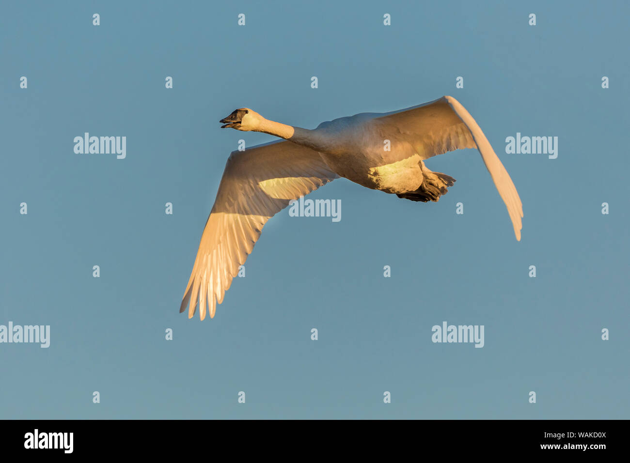 Trompeter Schwan (Cygnus buccinator) fliegen, Riverlands wandernden Vogelschutzgebiet. St. Charles County, Missouri Stockfoto