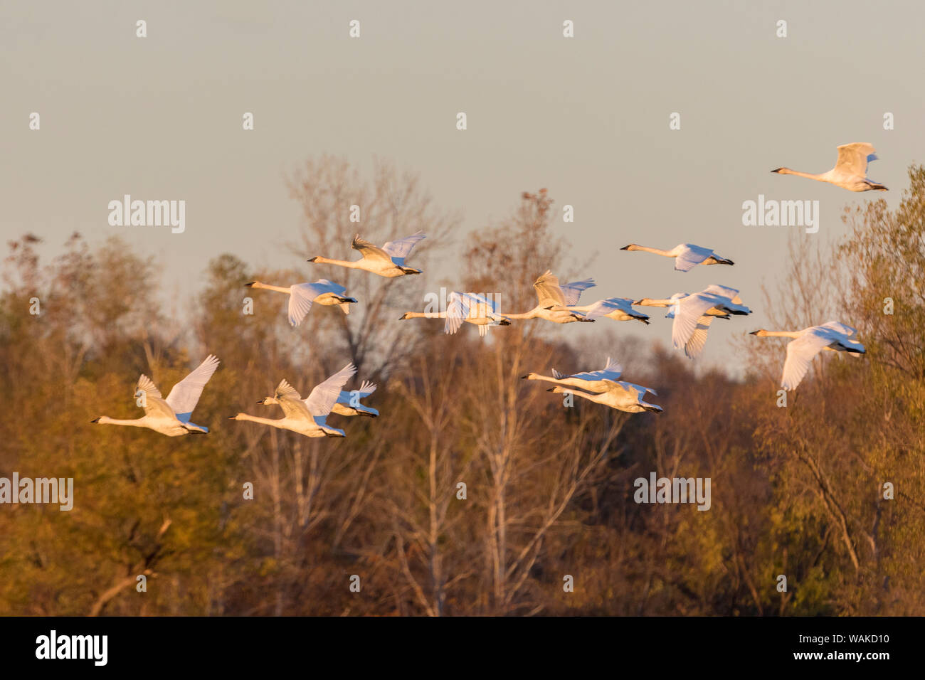 Trumpeter Swans (Cygnus buccinator) fliegen, Riverlands wandernden Vogelschutzgebiet. St. Charles County, Missouri Stockfoto