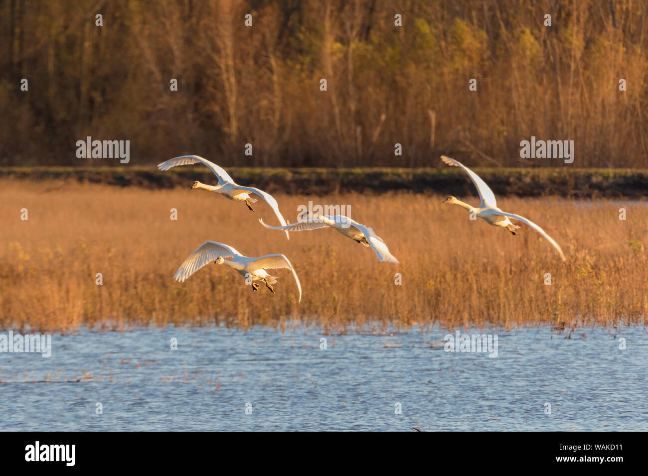 Trumpeter Swans (Cygnus buccinator) fliegen, Riverlands wandernden Vogelschutzgebiet. St. Charles County, Missouri Stockfoto