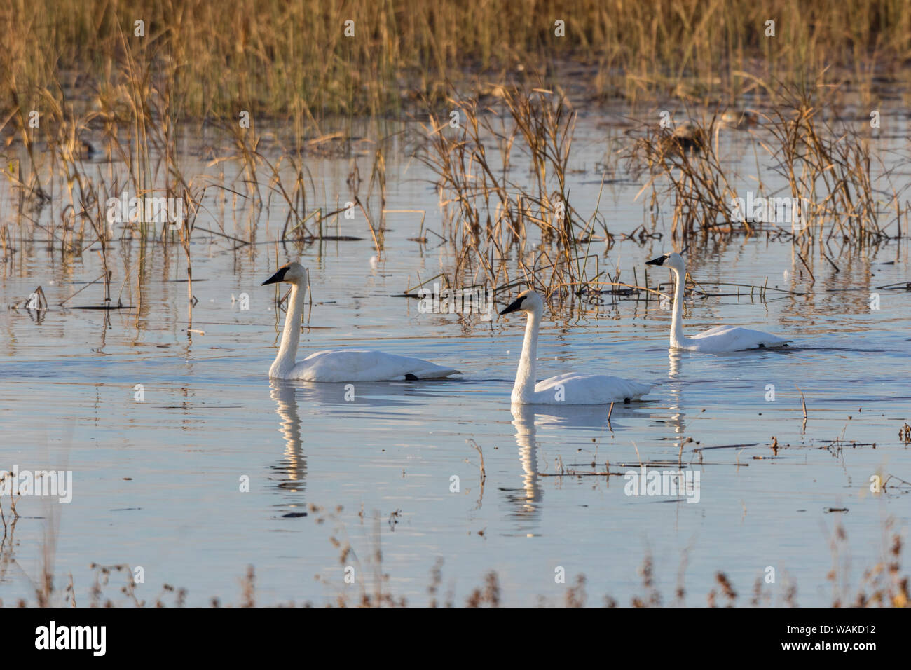 Trumpeter Swans (Cygnus buccinator) in Feuchtgebieten Riverlands wandernden Vogelschutzgebiet. St. Charles County, Missouri Stockfoto