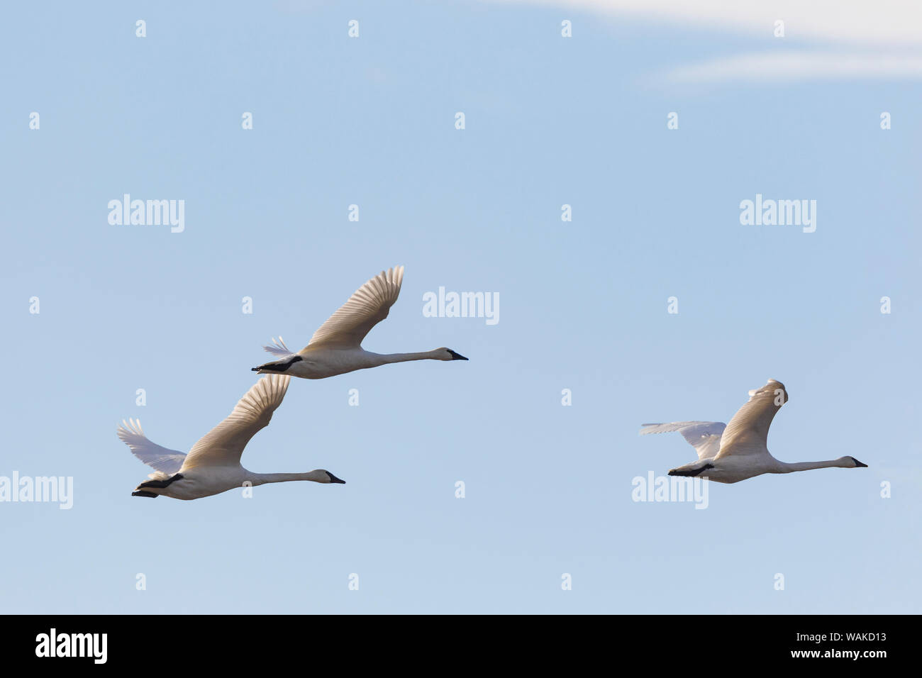 Trumpeter Swans (Cygnus buccinator) fliegen Riverlands wandernden Vogelschutzgebiet. St. Charles County, Missouri Stockfoto