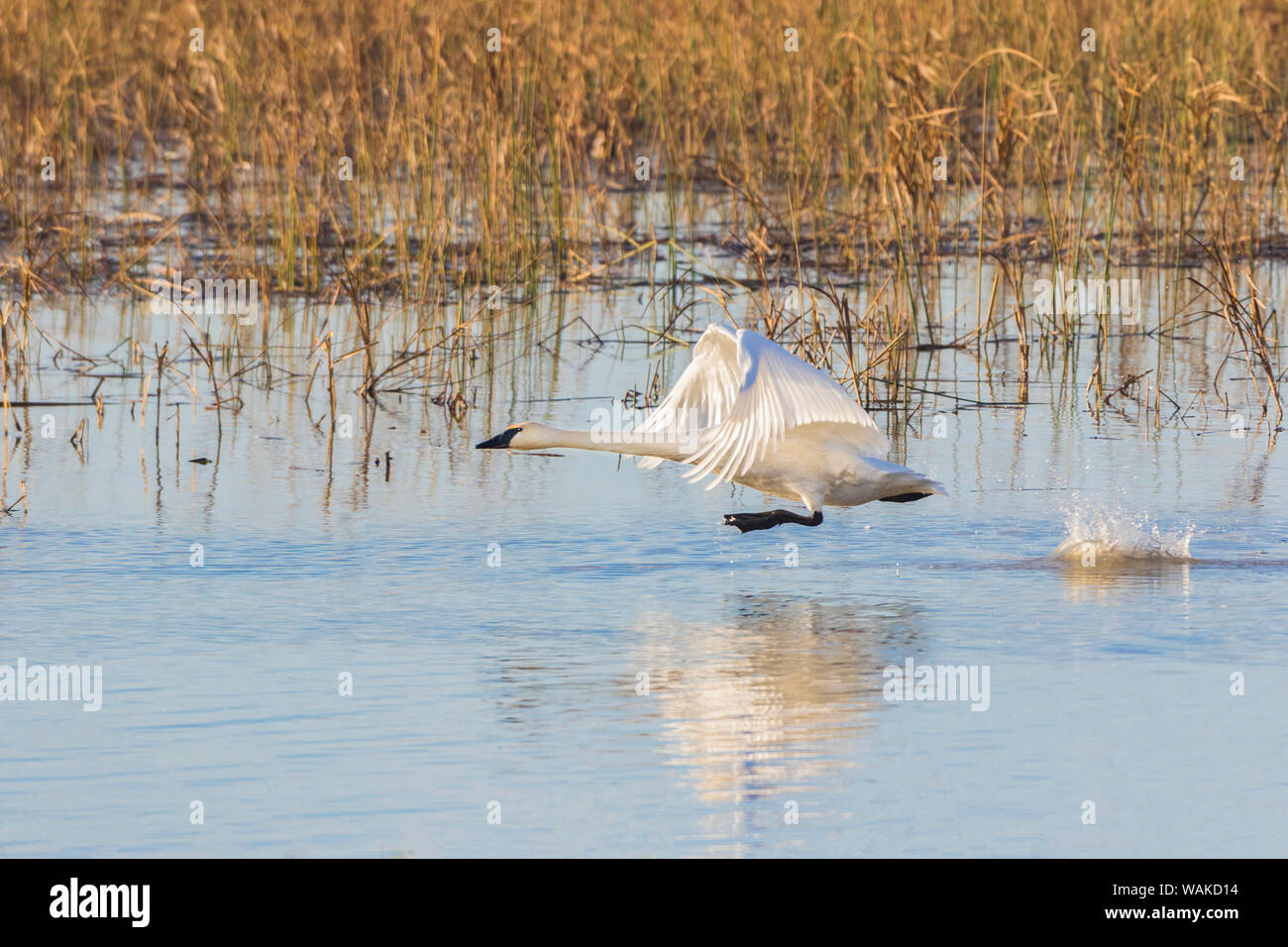 Trumpeter Swans (Cygnus buccinator) vom Feuchtgebiet Riverlands wandernden Vogelschutzgebiet. St. Charles County, Missouri Stockfoto