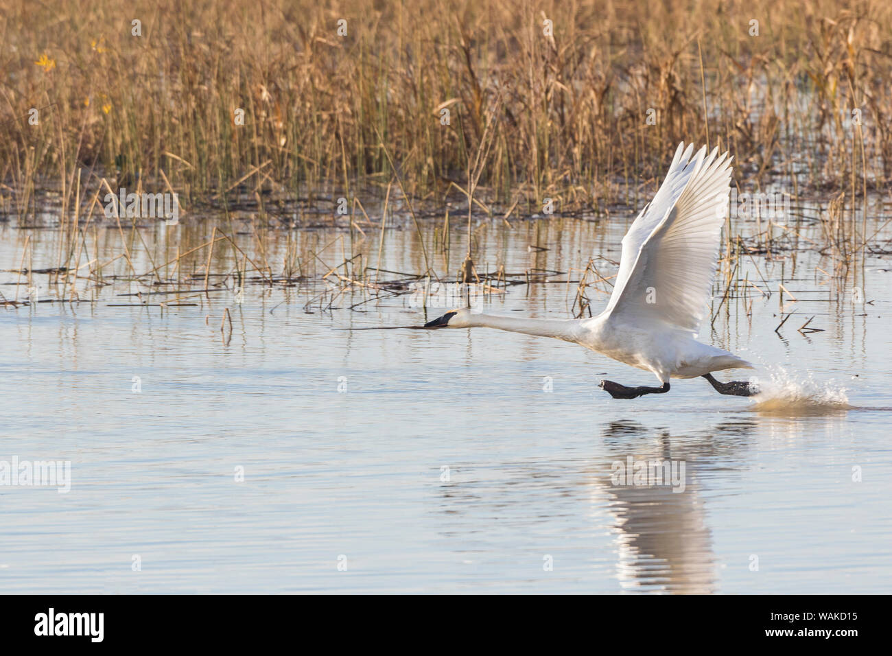 Trumpeter Swans (Cygnus buccinator) vom Feuchtgebiet Riverlands wandernden Vogelschutzgebiet. St. Charles County, Missouri Stockfoto