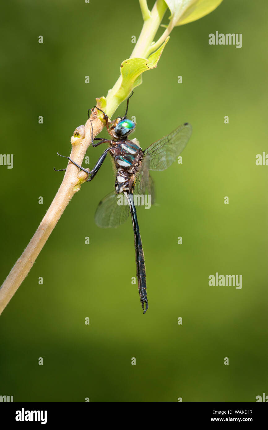 Ozark Emerald (Somatochlora ozarkensis) männliche Dent County, Missouri. Stockfoto