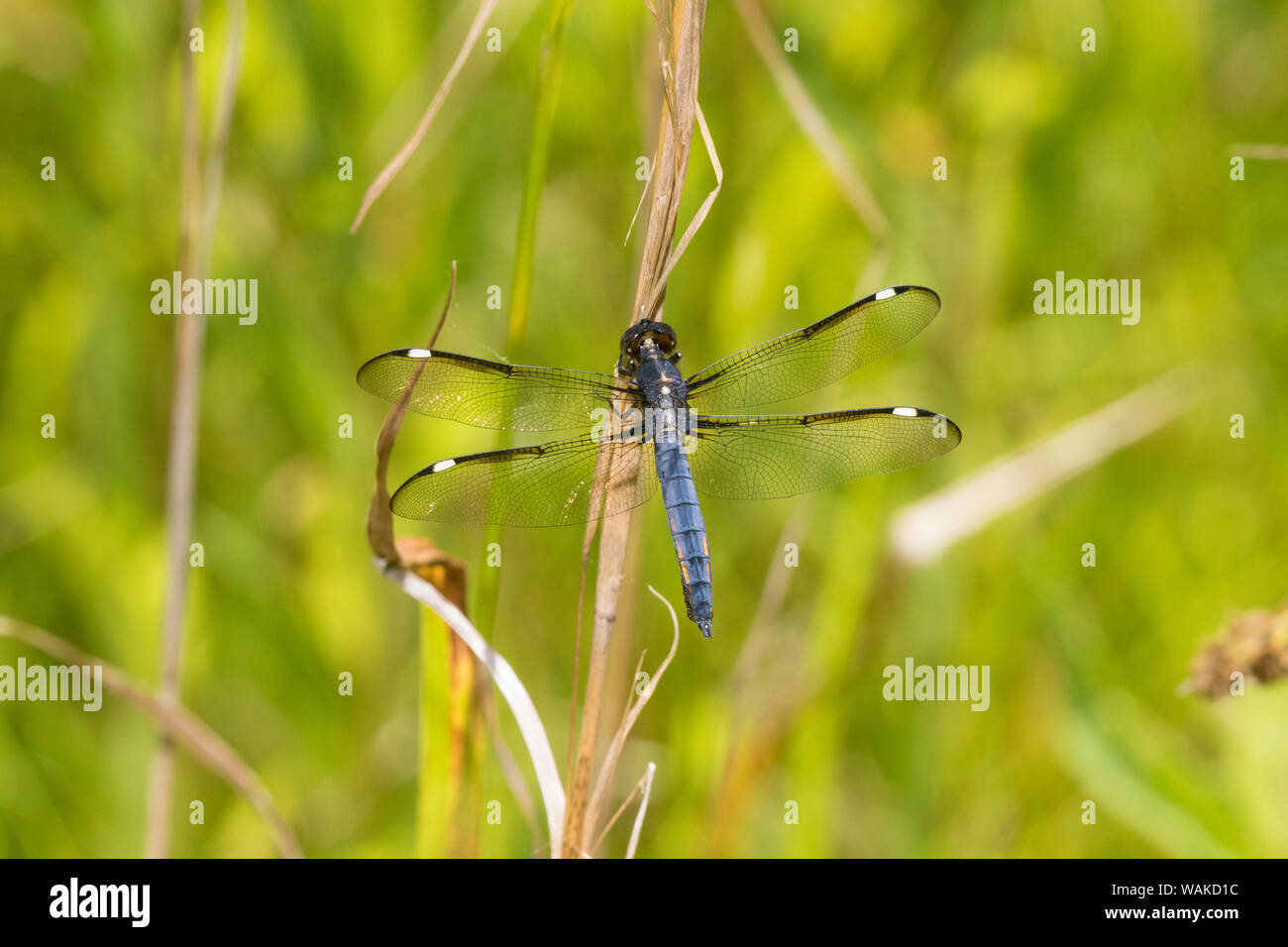 Männliche spangled Skimmer (Libellula cyanea) Glas Eidechse Fen. Ripley County, Missouri. Stockfoto