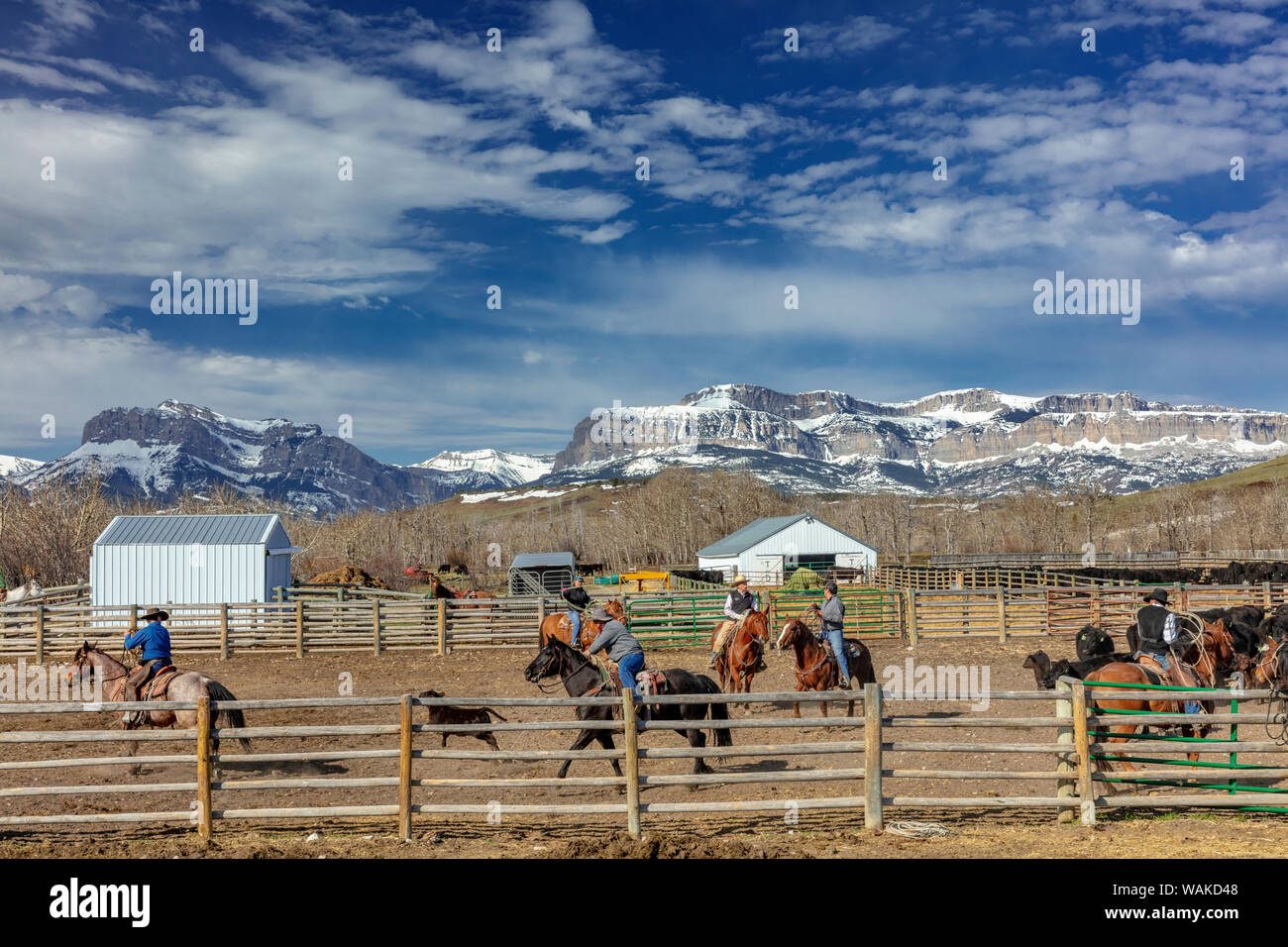 Kalb Branding bei der Theodore Roosevelt Memorial Ranch in der Nähe von Dupuyer, Montana, USA Stockfoto