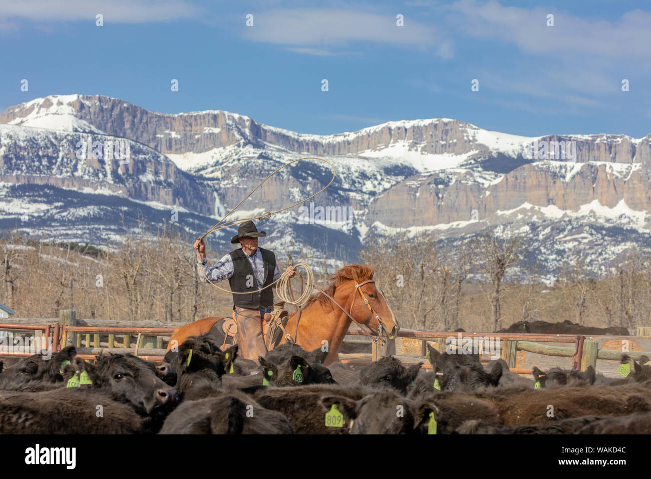 Kalb Branding bei der Theodore Roosevelt Memorial Ranch in der Nähe von Dupuyer, Montana, USA Stockfoto
