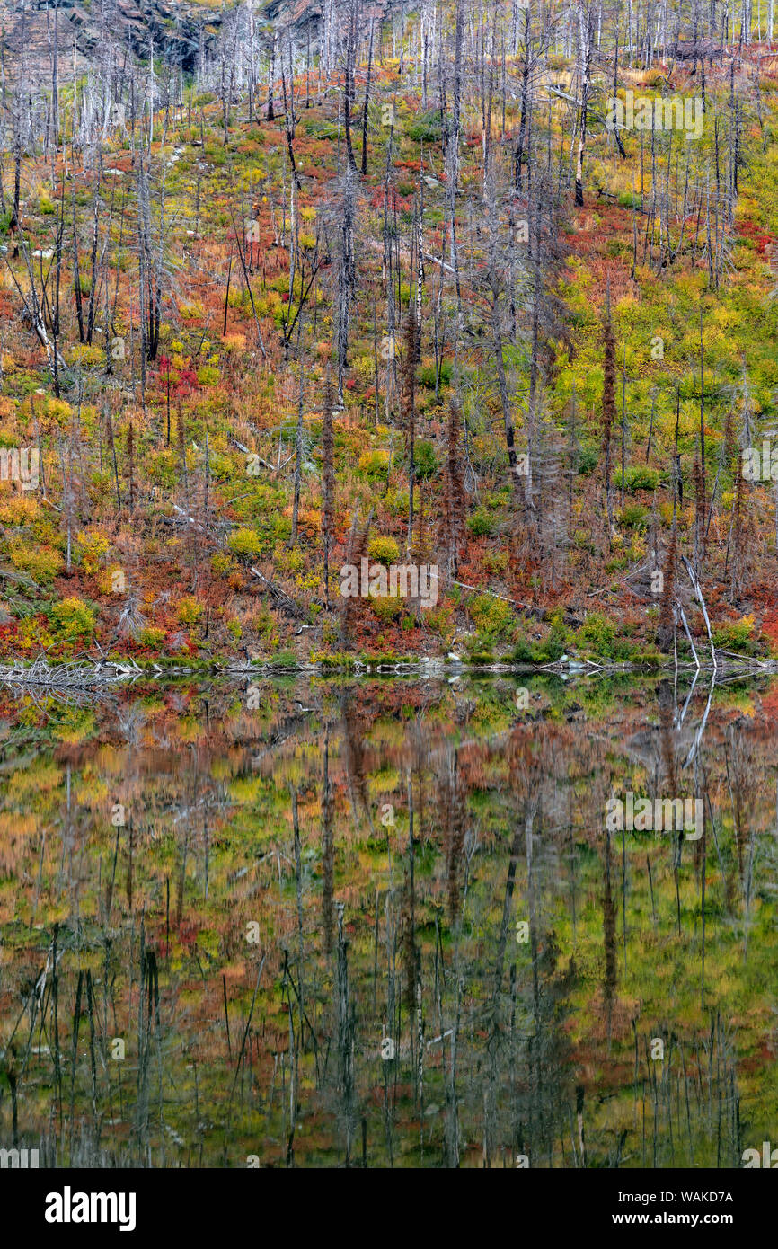 Herbst Farben in Lost Lake im Glacier National Park, Montana, USA widerspiegelt Stockfoto