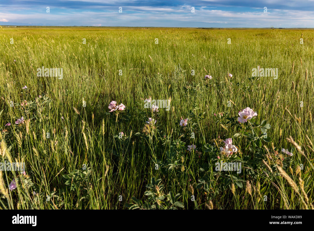 Prairie Rosen in gemischten Grasland in der Medizin Lake National Wildlife Refuge, Montana, USA Stockfoto