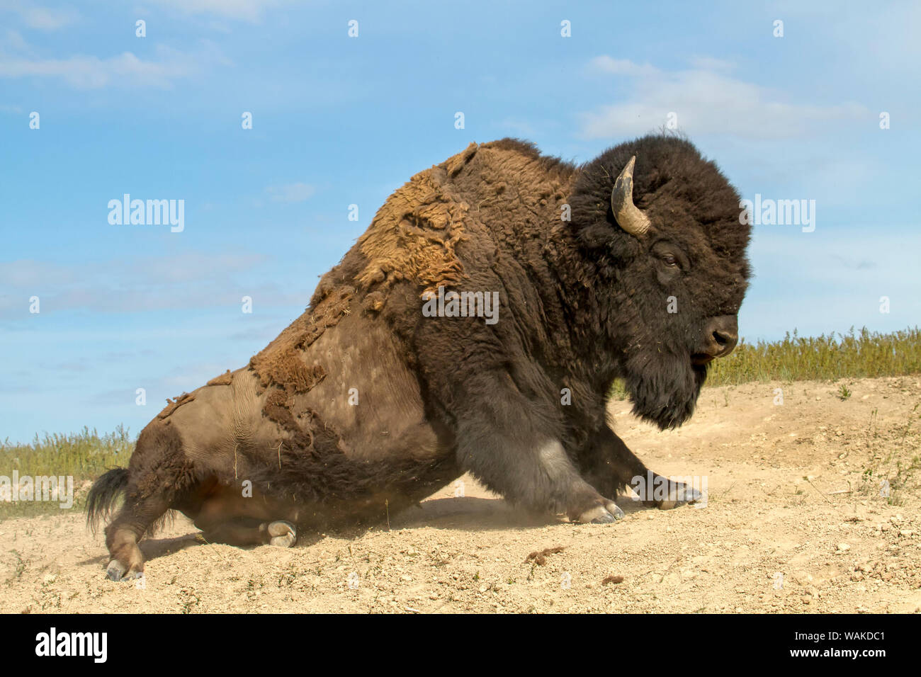 National Bison Range, Montana, USA. Bison starten im Staub wälzen zu stehen. Stockfoto