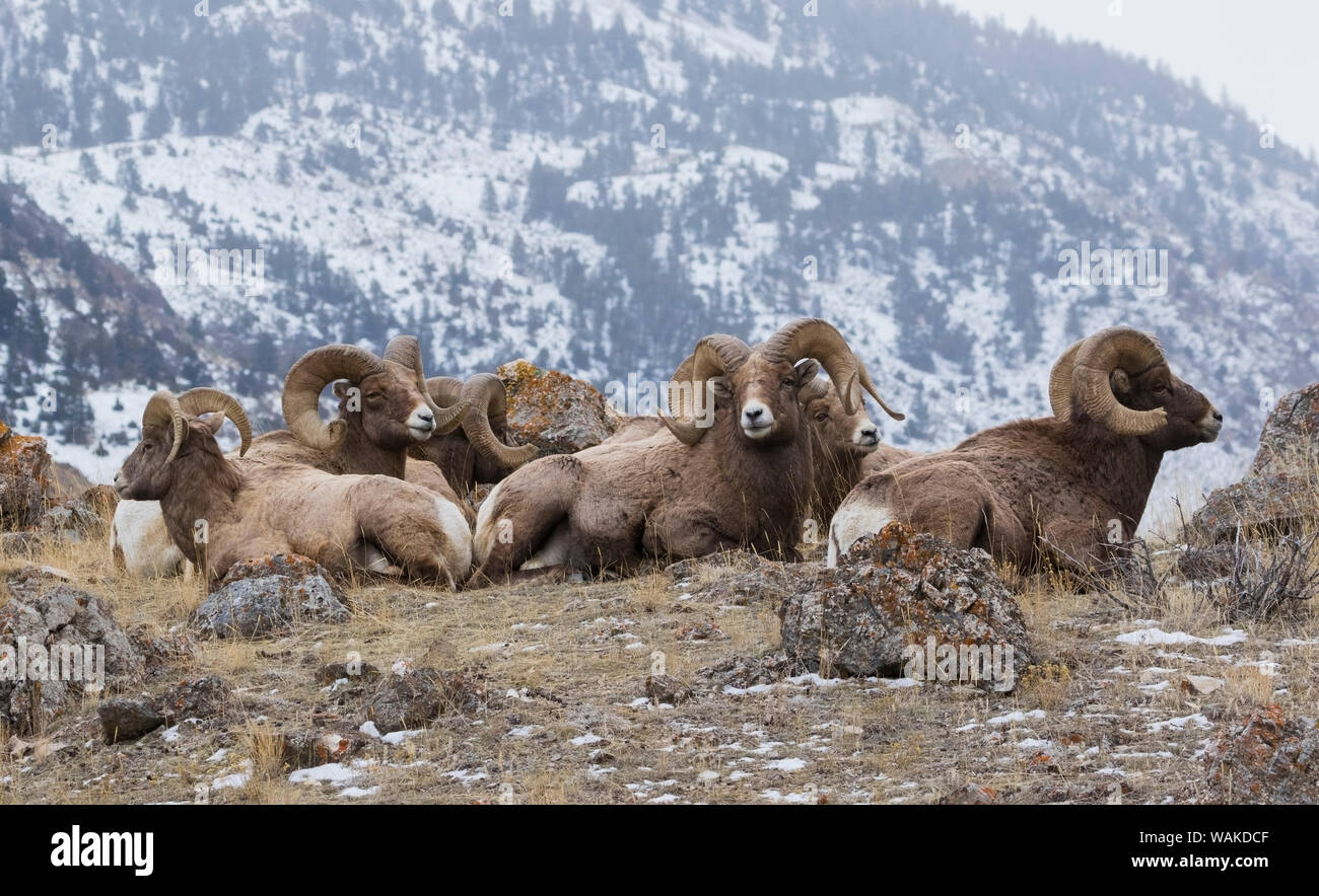 Rocky Mountain bighornschaf Widder winter Lebensraum Stockfoto