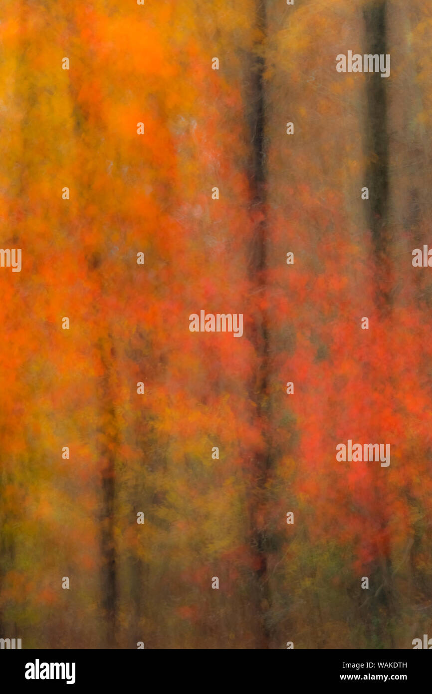 USA, New Jersey, belleplain State Forest. Zusammenfassung der Wald im Herbst. Credit: Jay O'Brien/Jaynes Galerie/DanitaDelimont.com Stockfoto