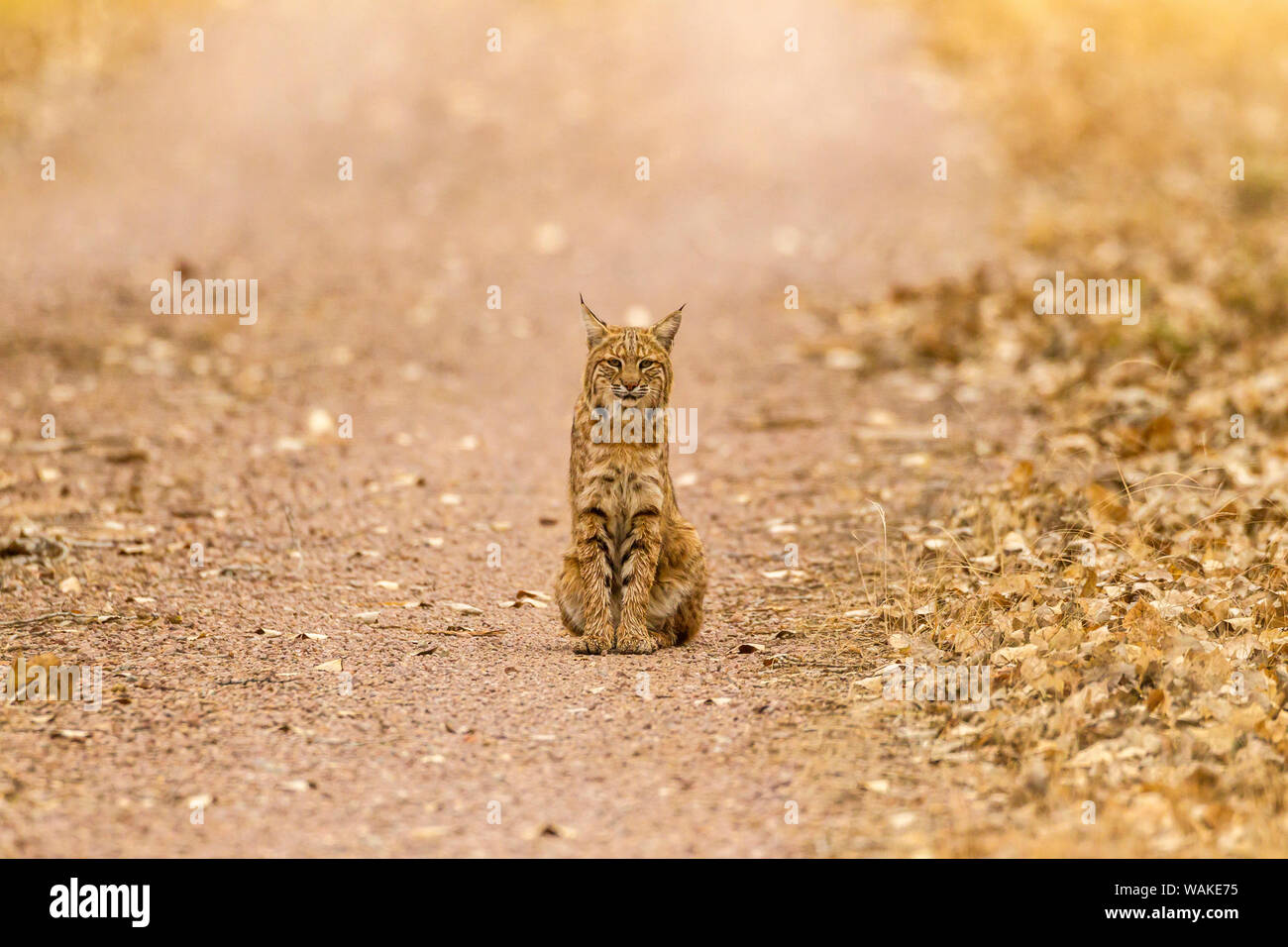 USA, New Mexiko, Bosque Del Apache National Wildlife Refuge. Wild bobcat sitzen auf der Spur. Credit: Cathy & Gordon Illg/Jaynes Galerie/DanitaDelimont.com Stockfoto