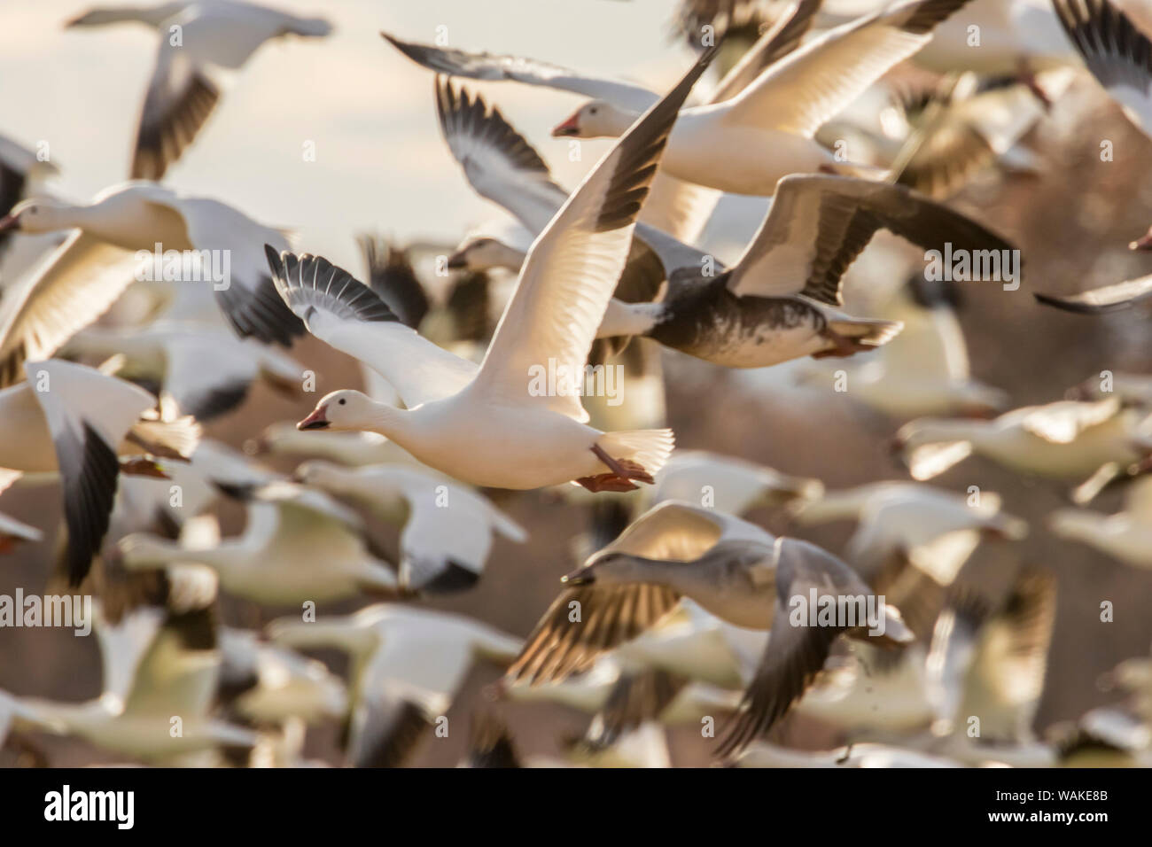 USA, New Mexiko, Bosque Del Apache National Wildlife Refuge. Schnee Gänse blast off. Credit: Cathy & Gordon Illg/Jaynes Galerie/DanitaDelimont.com Stockfoto