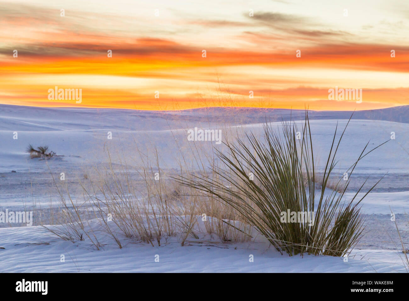 USA, New Hampshire, White Sands National Park. Sanddünen und Yucca Pflanze bei Sonnenaufgang. Credit: Cathy & Gordon Illg/Jaynes Galerie/DanitaDelimont.com Stockfoto