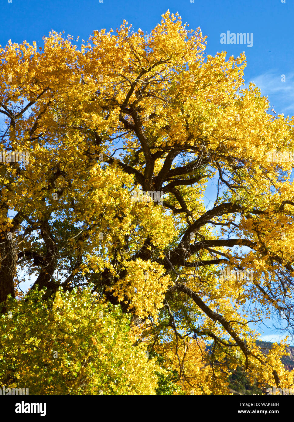 USA, New Mexiko. Jemez Bergen Herbst Laub. Stockfoto