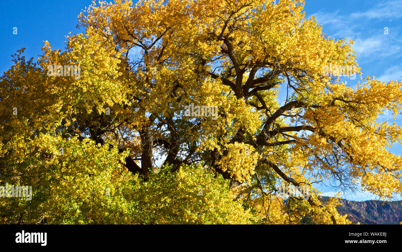 USA, New Mexiko. Jemez Bergen Herbst Laub. Stockfoto