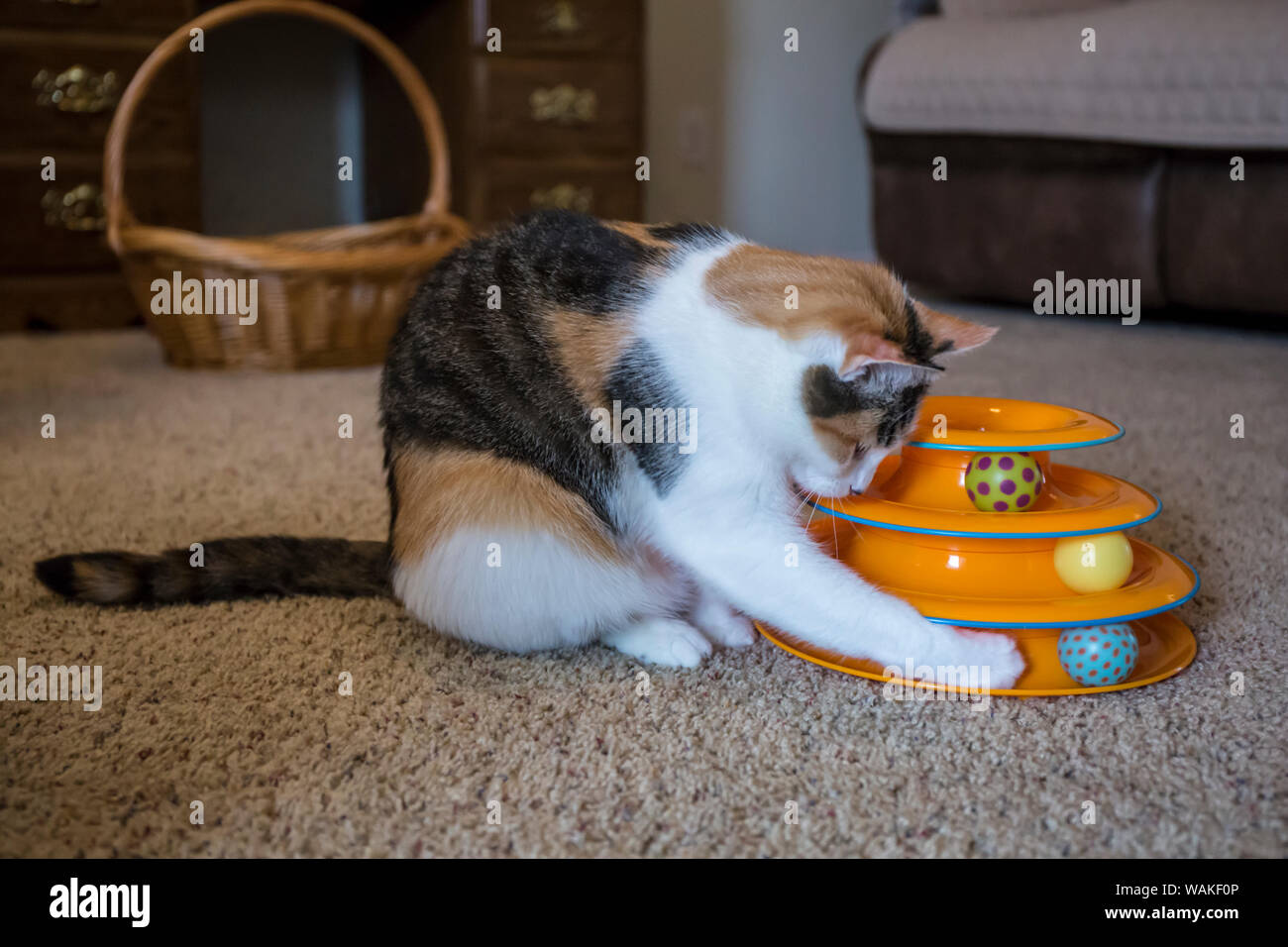 Calico Cat mit ihrer Pfote einen Ball geräuschvoll zu swat in einem Kreis in ihrer Katze spielzeug. (PR) Stockfoto