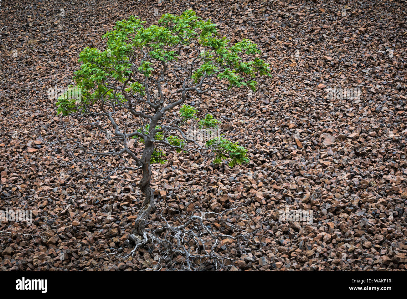 USA, Oregon, Cottonwood Canyon State Park. Einsamer Baum in einem Feld von Felsen. Credit: Don Paulson/Jaynes Galerie/DanitaDelimont.com Stockfoto