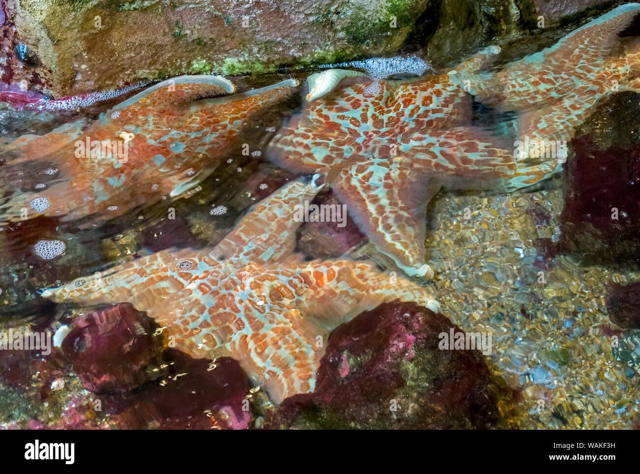 USA, Oregon, Newport. Meer Sterne in einer tide pool aufweisen. Kredit als: Wendy Kaveney/Jaynes Galerie/DanitaDelimont.com Stockfoto