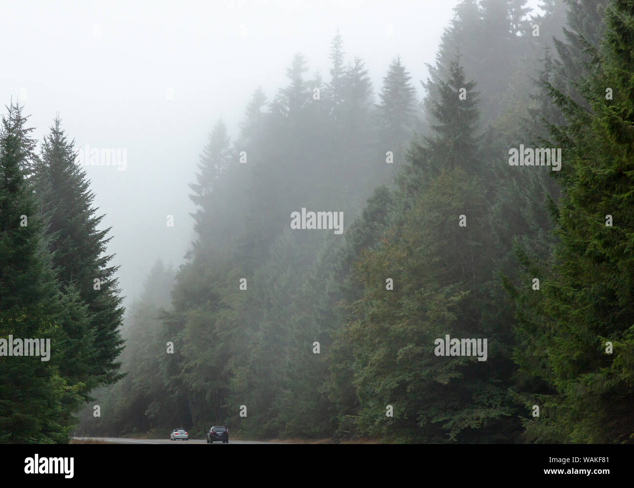 USA, Oregon. Bäume im Morgennebel. Kredit als: Wendy Kaveney/Jaynes Galerie/DanitaDelimont.com Stockfoto
