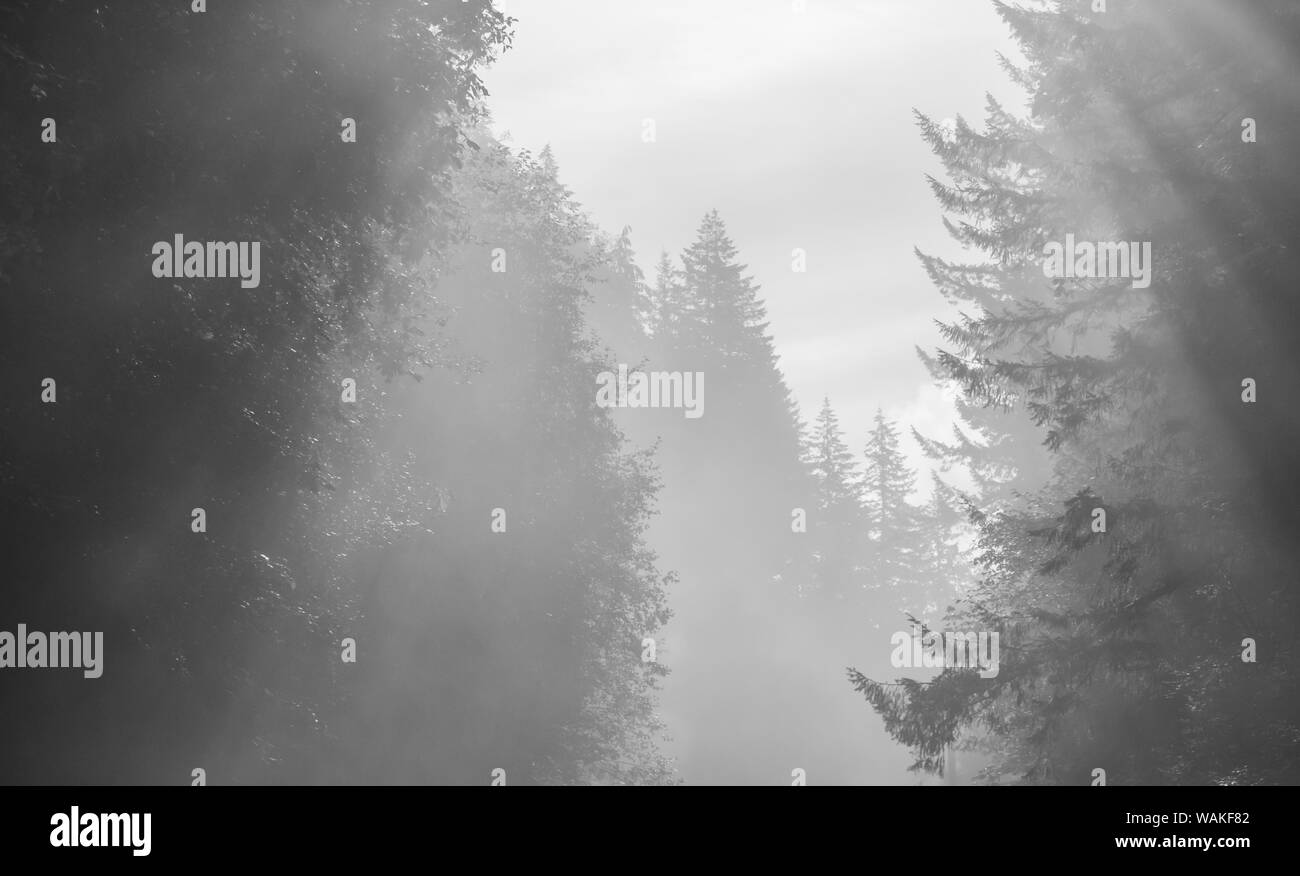 USA, Oregon. Bäume im Morgennebel. Kredit als: Wendy Kaveney/Jaynes Galerie/DanitaDelimont.com Stockfoto