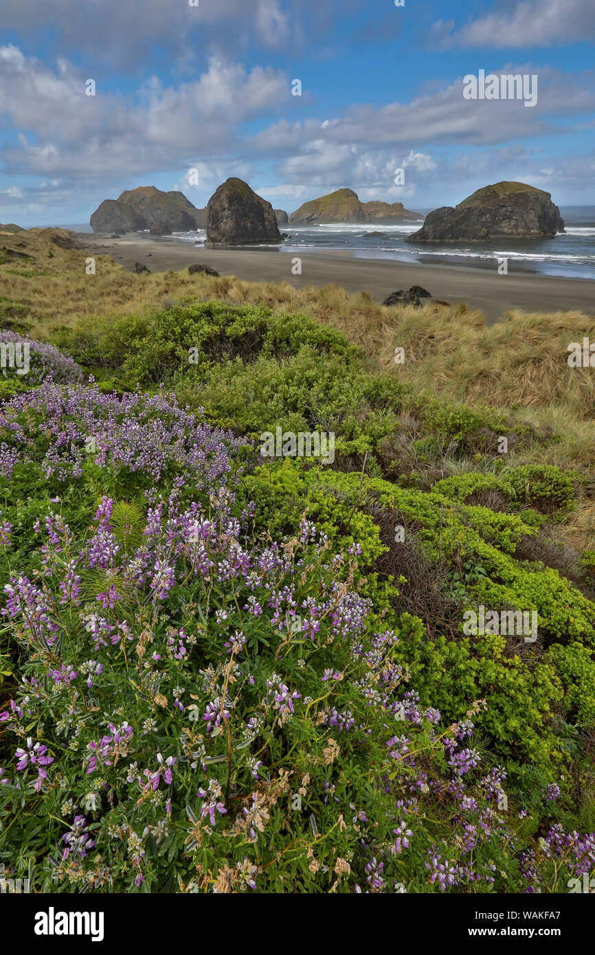 Lupine entlang der südlichen Oregon Küste in der Nähe von Cape Sebastian State Scenic Korridor Stockfoto