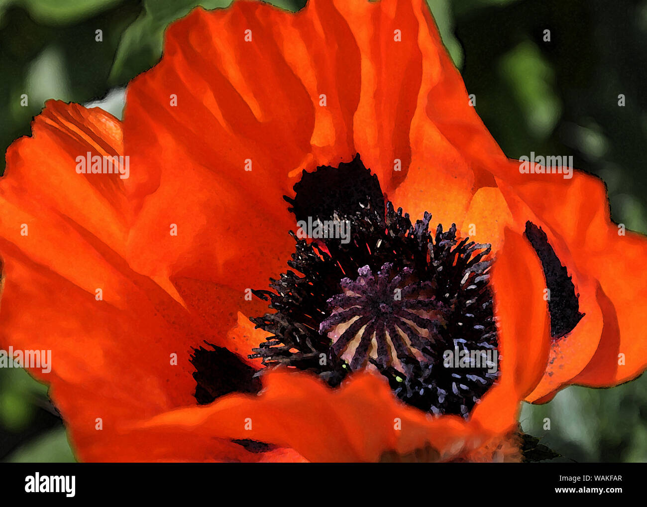 Mohn Blumen in der Malerei Stil Stockfoto